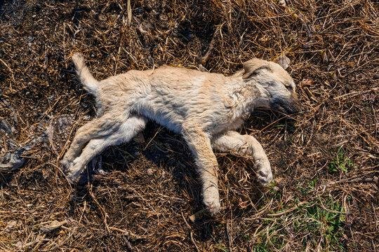 gGPCwZ - Dream About Dead Dog Coming Back To Life – Causes and Interpretations