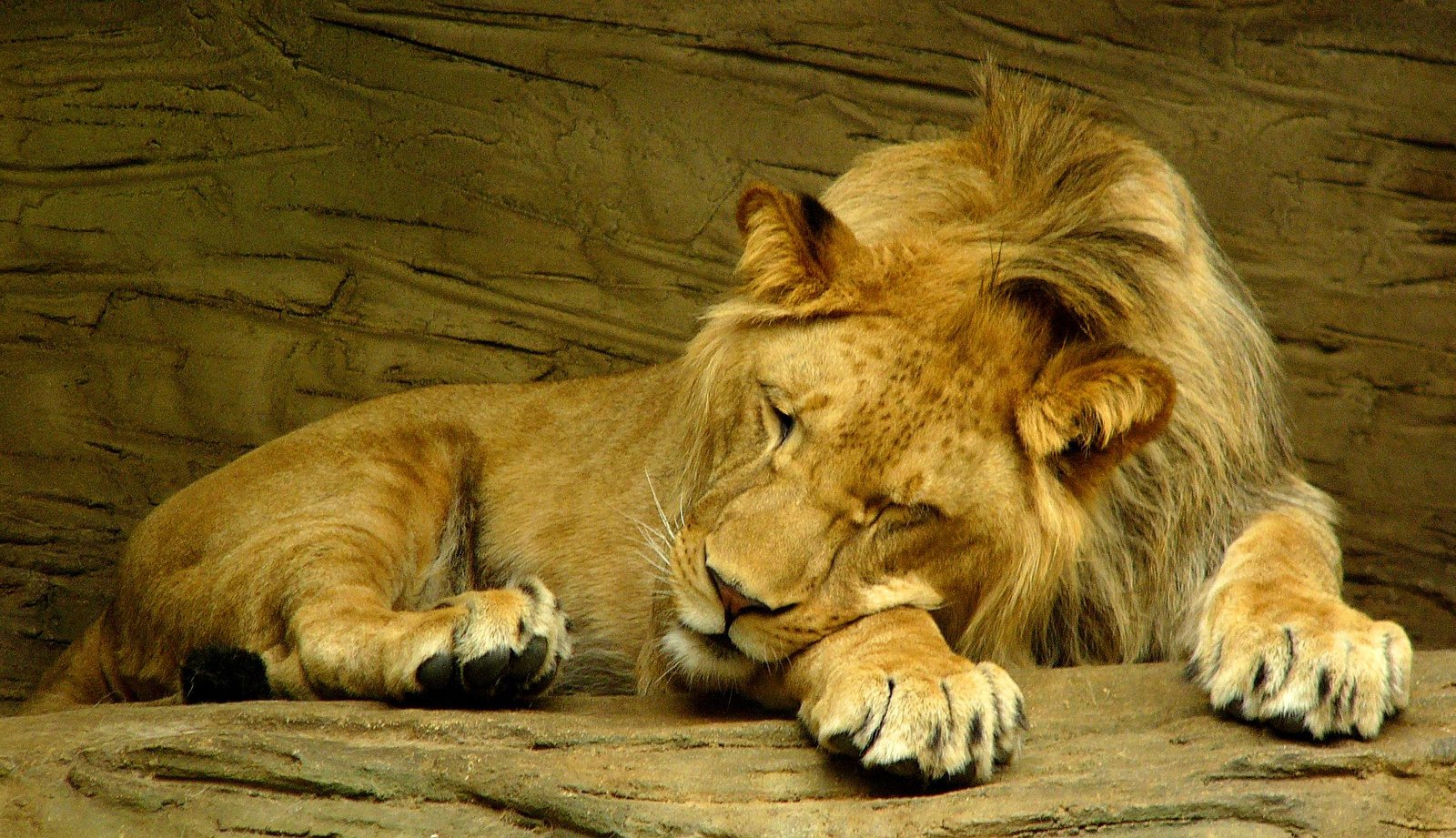 g lion - Dream About Sleeping Lion – Exploring the Meaning