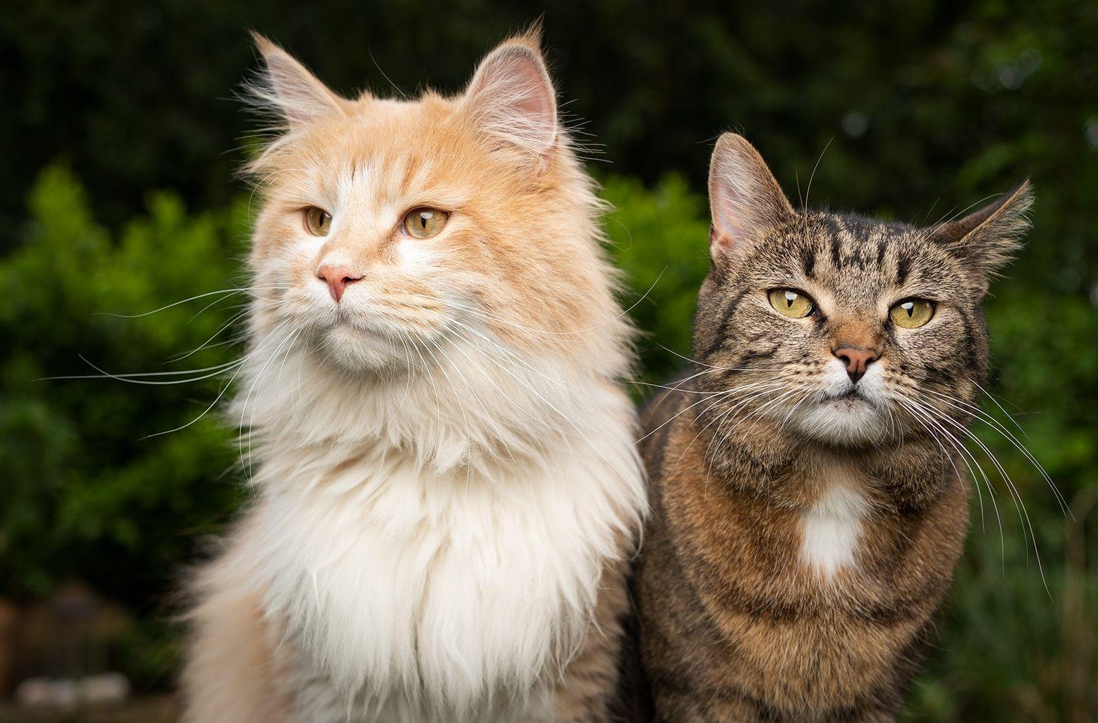 garden.jpg6703870026532 - Dream About Cats And Kittens – Spiritual and Psychological Insights