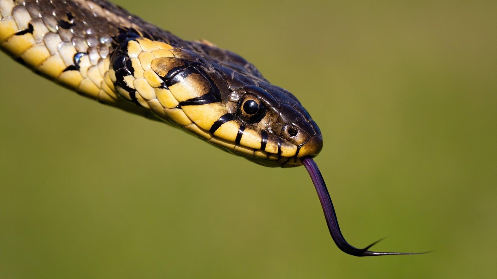 gbcGTg - Dream About Snake Hissing – Analysis and Explanation