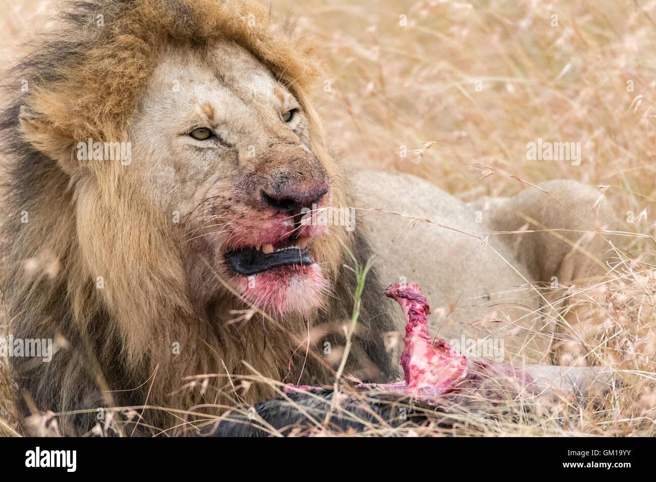gm19yy - Dream About Dead Lion – What It Could Indicate