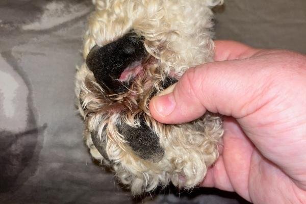 h2 and - Dream About Dog Losing Paw – What It Could Indicate