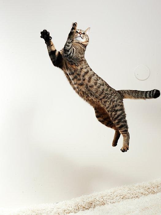 harada.jpg67123b101f64a - Dream About Cat Jumping On Me – Exploring the Meaning