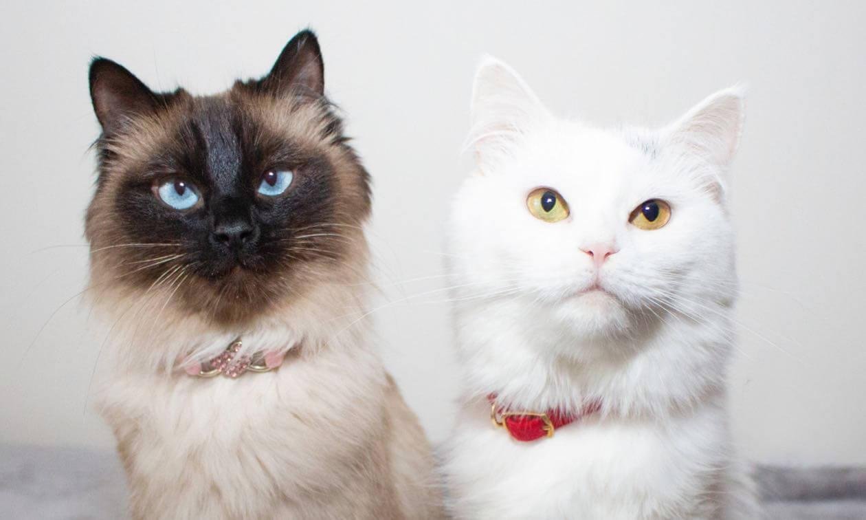 header.jpg670cbdbda2b2a - Dream About Cat Whiskers – Spiritual and Psychological Insights