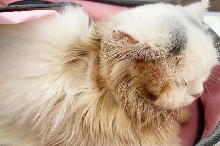 hts il - Dream About Cat Losing Fur – Decoding the Message