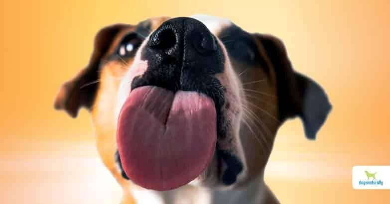 icking - Dream About Dog Licking You – Understanding Its Implications