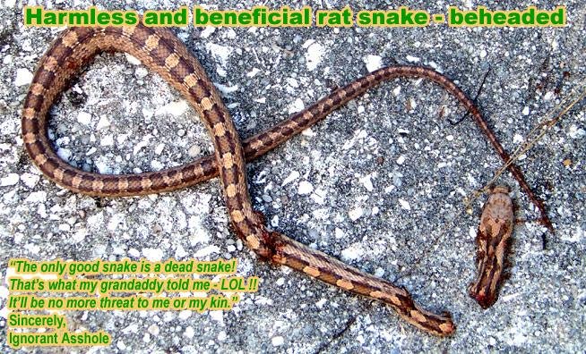 illed1.jpg67097b4a4c85e - Dream About Killing Snakes In House – Symbolism and Significance