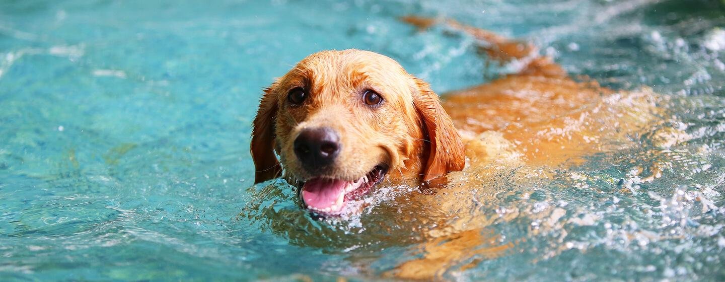 imHERO - Dream About Dog Swimming – Spiritual and Psychological Insights