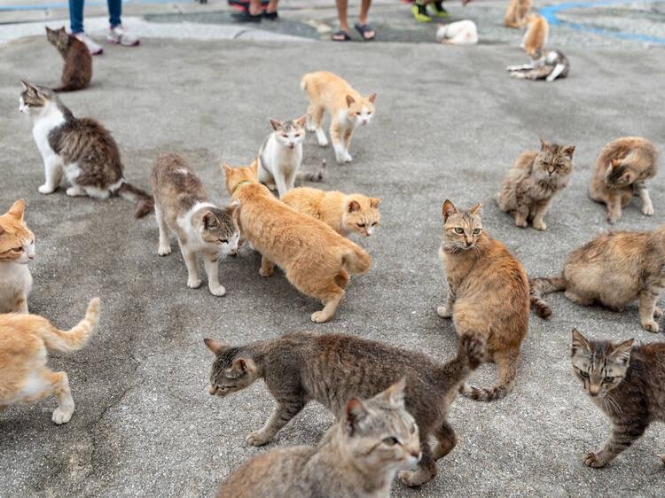 image - Dream About Cat Infestation – What It Represents