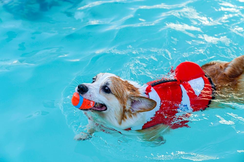 imming - Dream About Dog Swimming – Spiritual and Psychological Insights
