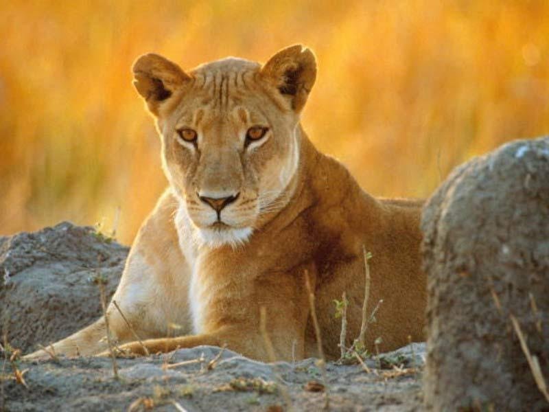 ioness - Dream About Lioness – Causes and Interpretations