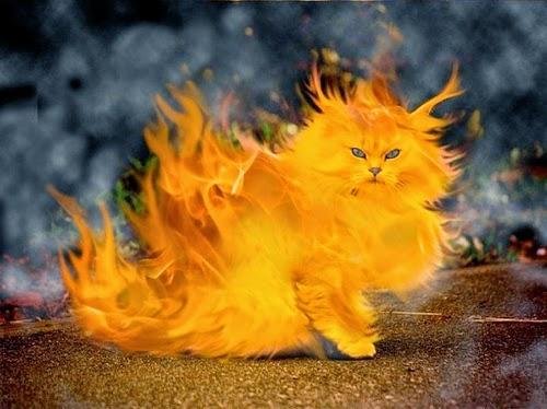 irecat - Dream About Cat On Fire – Spiritual and Psychological Insights