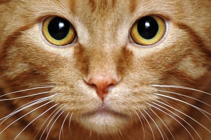 iskers - Dream About Cat Whiskers – Spiritual and Psychological Insights
