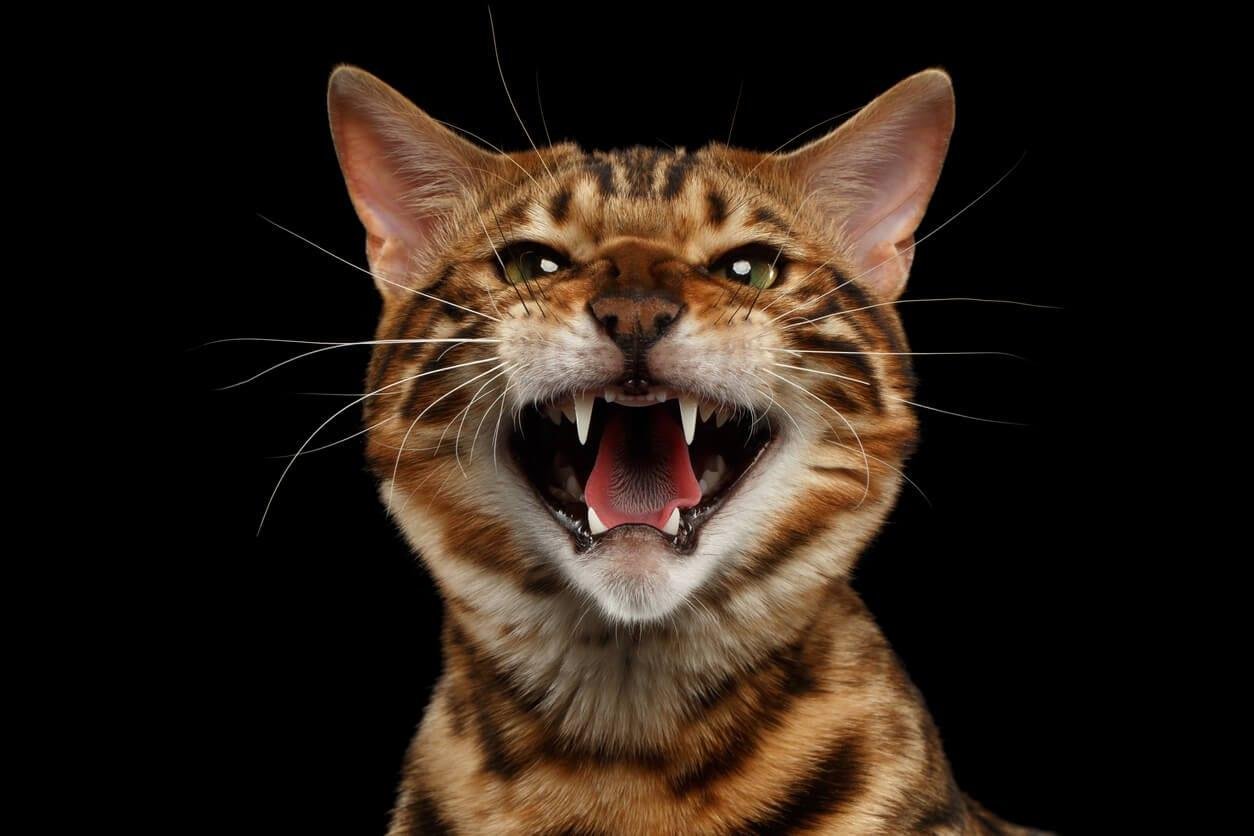 issing - Dream About Cat Hissing At Me – Hidden Messages and Insights
