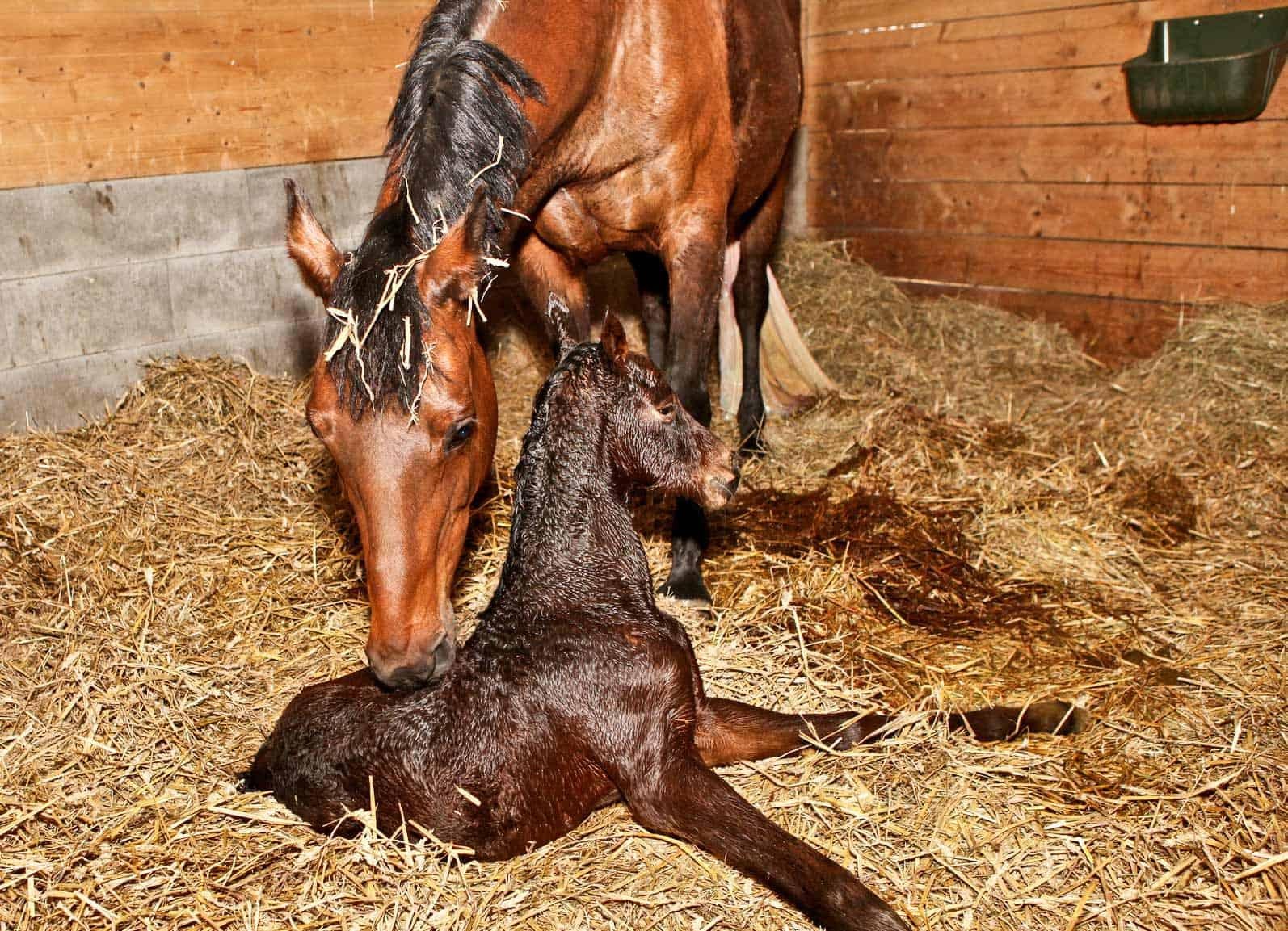 istock - Dream About A Newborn Horse – What It Could Indicate