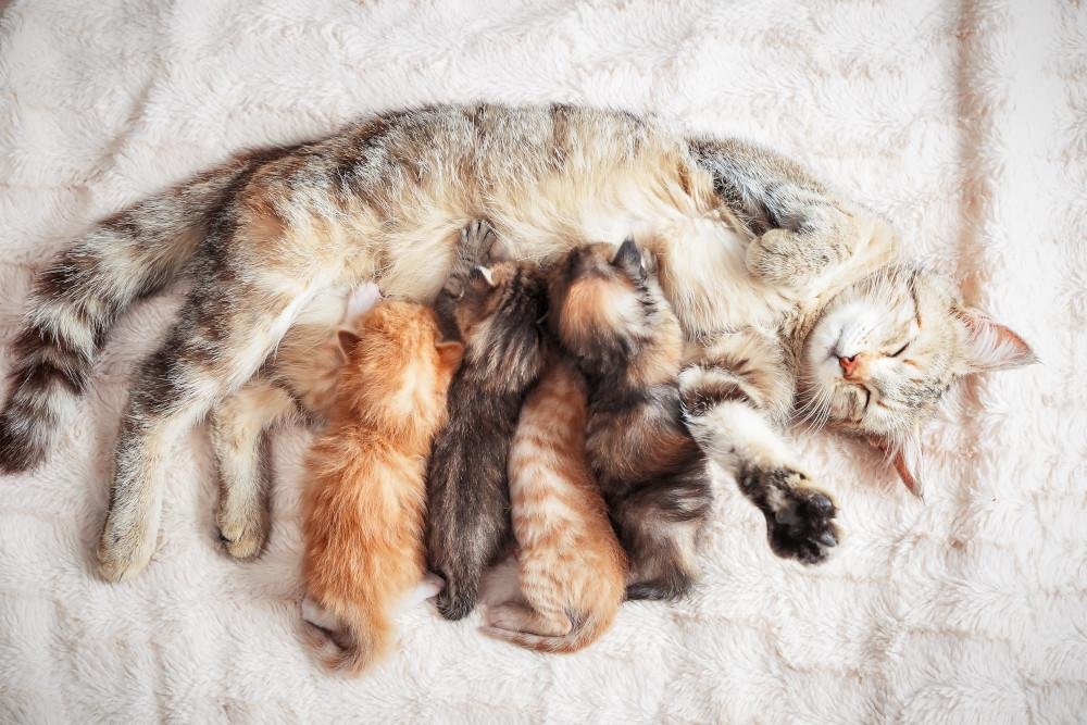 ittens - Dream About A Newborn Cat – Spiritual and Psychological Insights