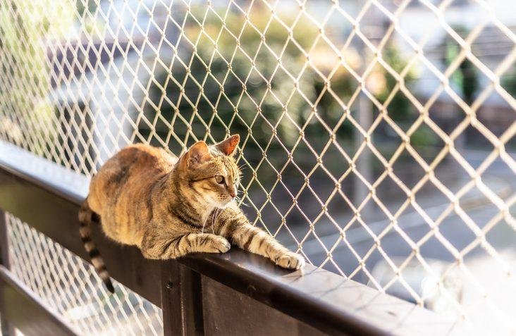 ity fl - Dream About Cat Jumping Off Balcony – Spiritual and Psychological Insights