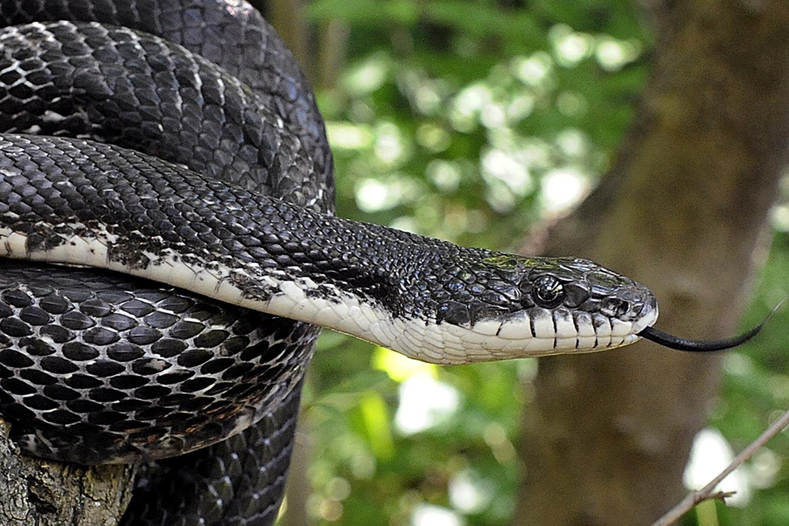 ke web - Dream About 2 Black Snakes – What It Could Indicate