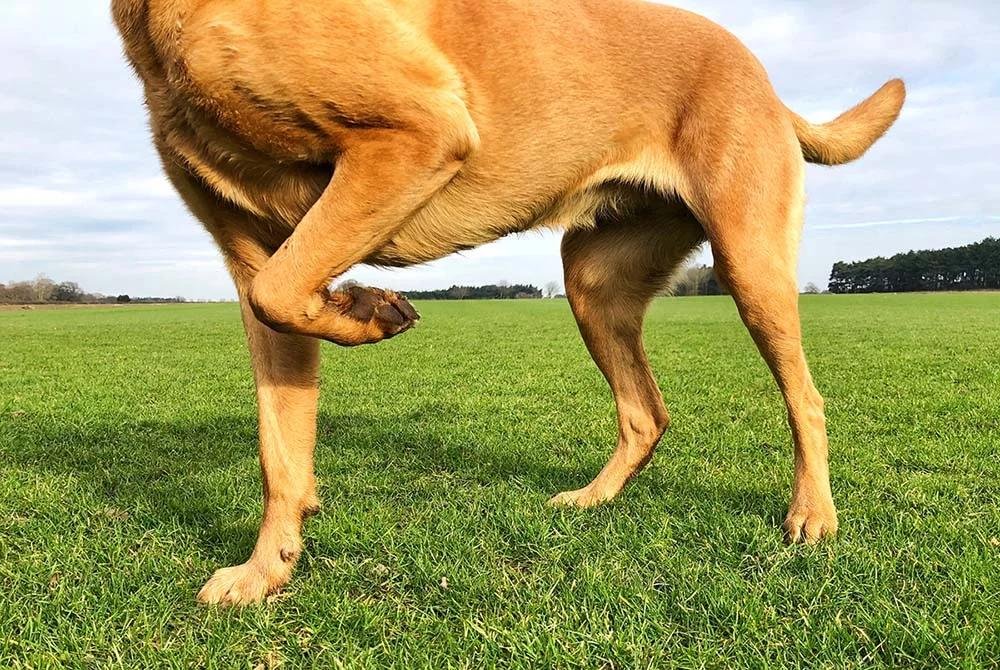 kee wi - Dream About Dog Leg Falling Off – Hidden Messages and Insights