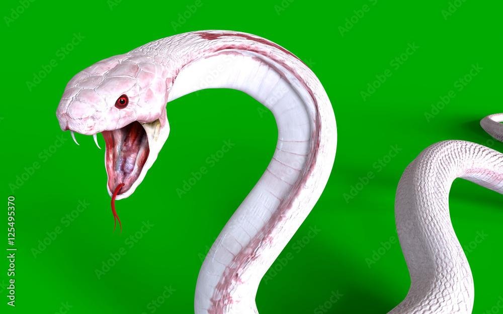kw1ZW1 - Dream About Snake Attacking Someone – Spiritual and Psychological Insights