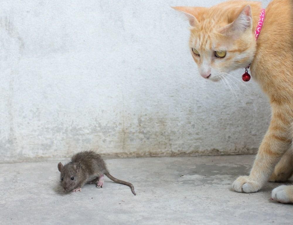 l rats - Dream About Cat Catching Rat – Symbolism and Significance