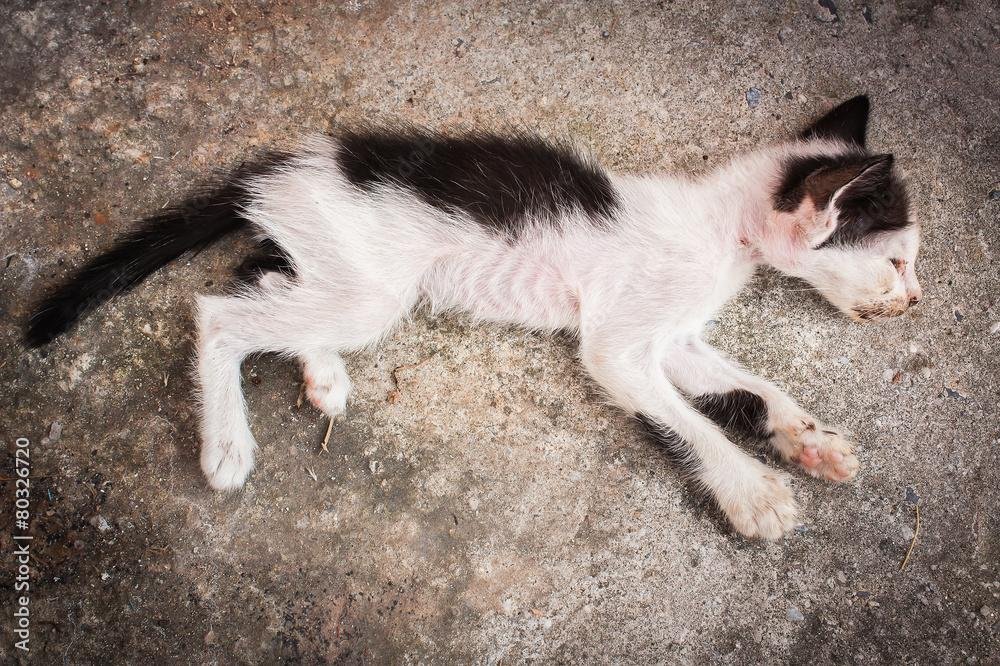 l3KHN3.jpg67091e055099f - Dream About My Cat Dying – Spiritual and Psychological Insights