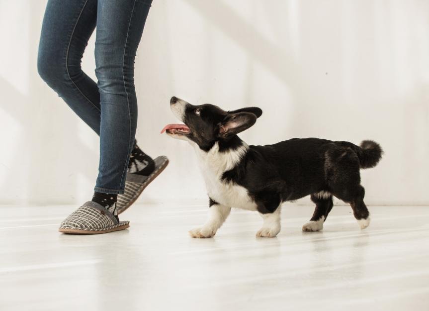 lowing.jpg6712eb7ba7c67 - Dream About Dog Following You – Decoding the Message