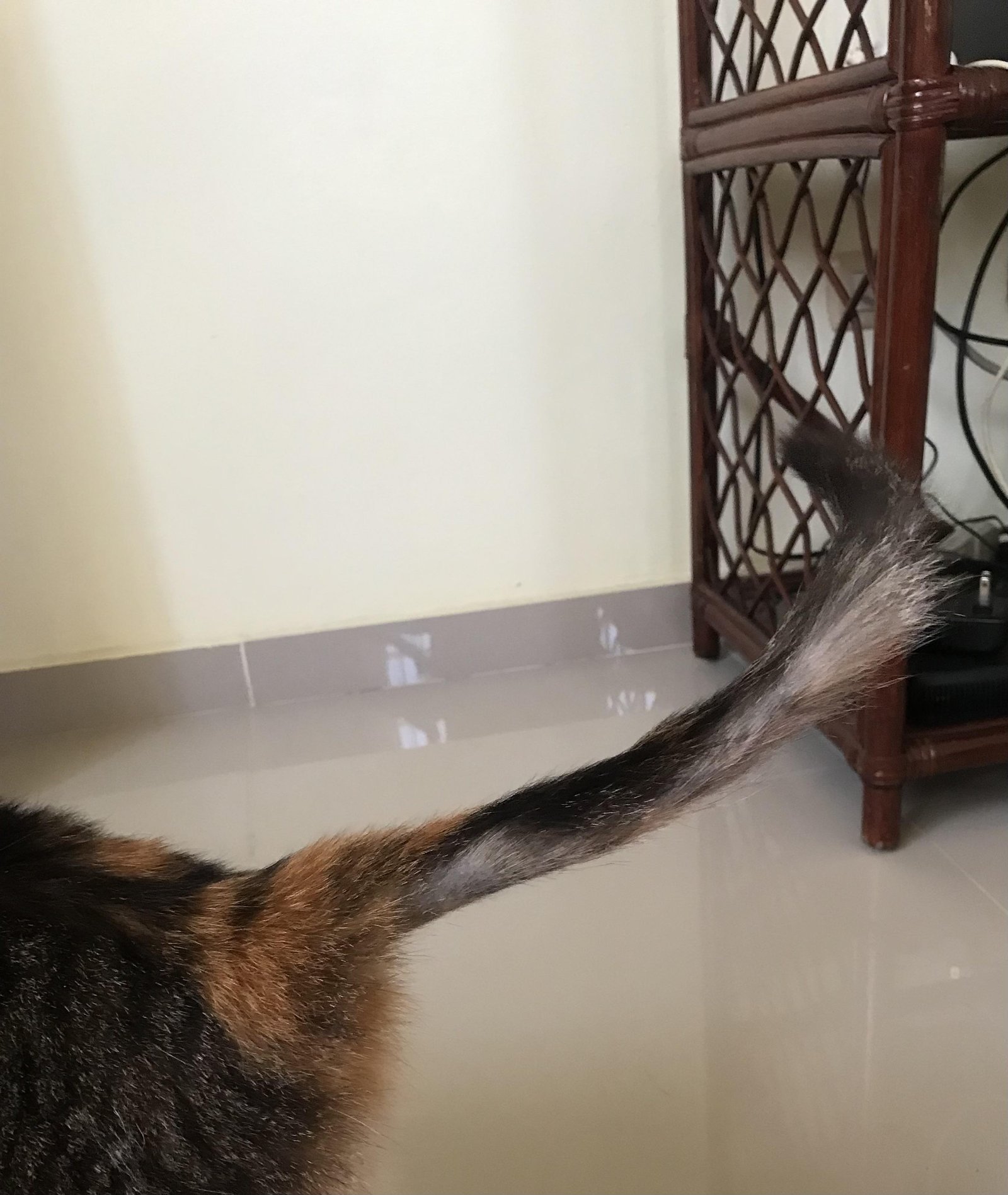 lprpa1 - Dream About Cat Losing Tail – What It Could Indicate