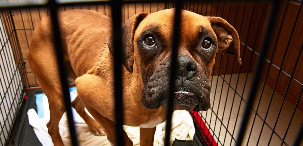 mage 0 - Dream About Neglecting A Dog – Hidden Messages and Insights