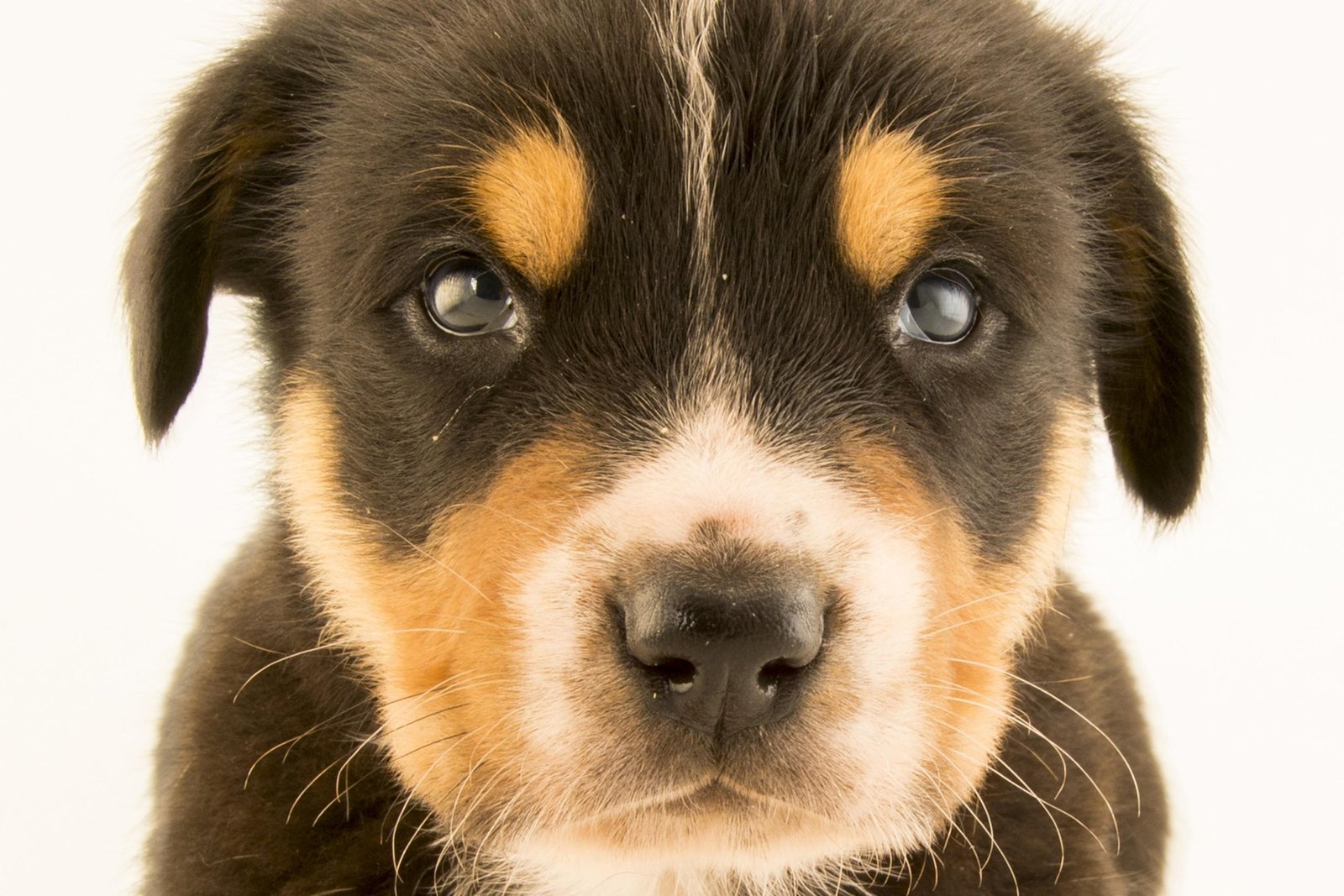 mb 3x2.jpg670d385c4c531 - Dream About 3 Dogs – Causes and Interpretations