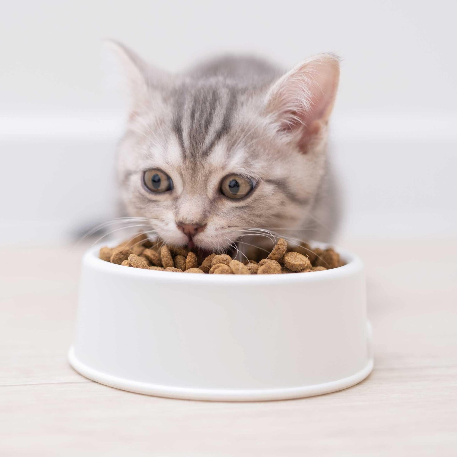 mobile - Dream About Cat Eating My Food – Exploring the Meaning