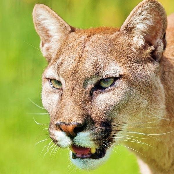 n lion - Dream About Mountain Lion – Causes and Interpretations