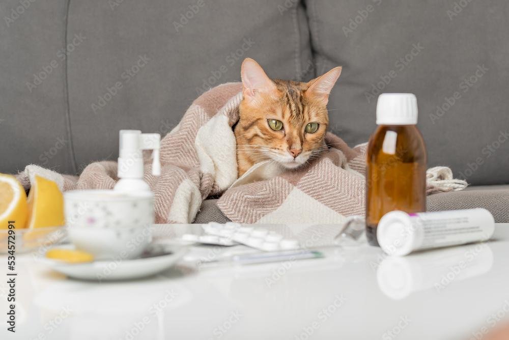 nUKIUR - Dream About Sick Cat – Hidden Messages and Insights