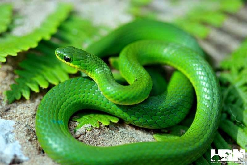 nake 2.jpg6708febe27af0 - Dream About Green Snake – Hidden Messages and Insights