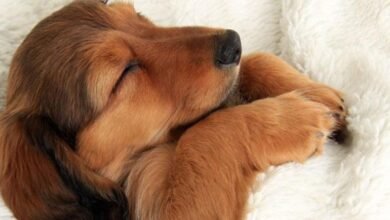 ng dog.jpg67130a2887b6e 390x220 - Dream About Dog Not Listening – What It Could Indicate