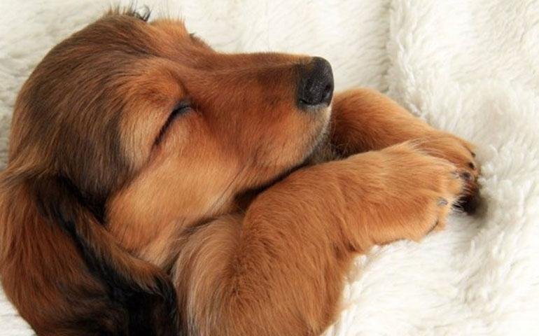 ng dog.jpg671809311c12f - Dream About Dog Cut In Half – Analysis and Explanation