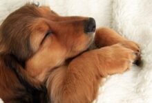ng dog.jpg67182b31f12c4 220x150 - Dream About Dog Biting Me – What It Could Indicate