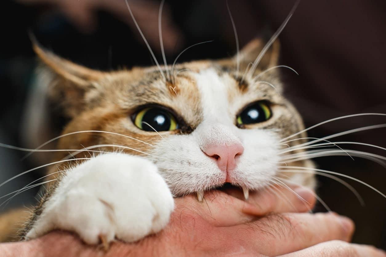 ng min.jpg67142cc73fcb3 - Dream About Being Attacked By A Cat – What It Could Indicate
