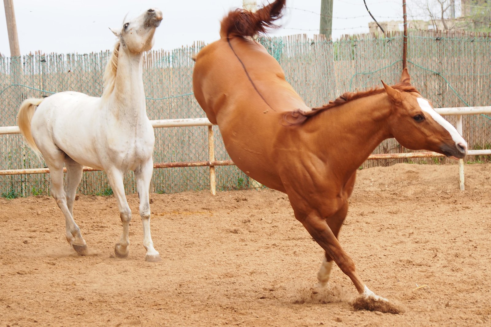 nother - Dream About A Horse Kick – Exploring the Meaning