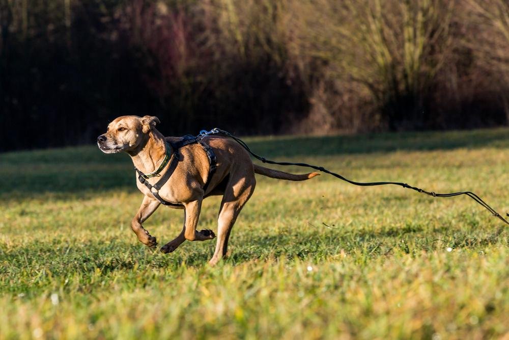 ns off - Dream About My Dog Running Away – Spiritual and Psychological Insights
