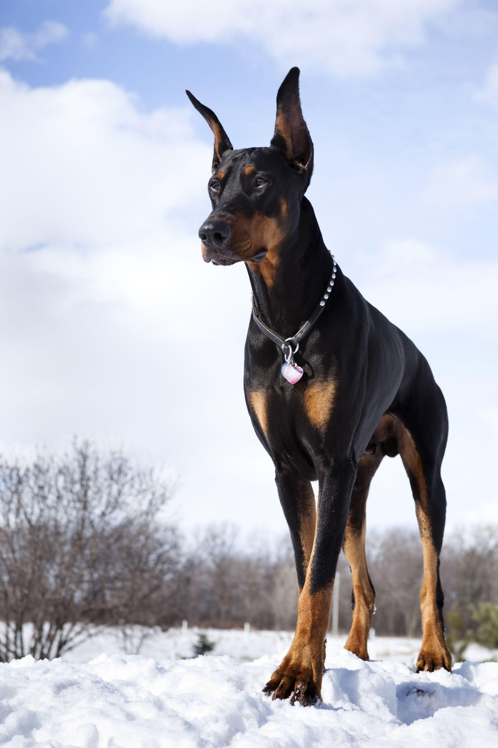 nscher - Dream About Big Black Dog Islam – Symbolism and Significance