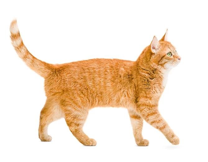 nta ga - Dream About Ginger Cat – Exploring the Meaning