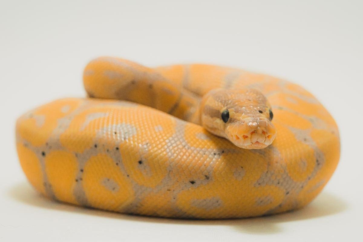 ny age.jpg6713385ac3399 - Dream About Pet Snake – Causes and Interpretations