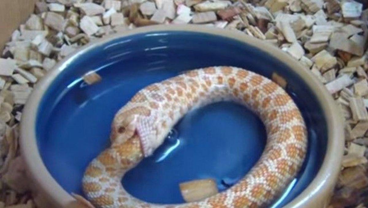 o meta - Dream About Snake Eating Itself – Causes and Interpretations