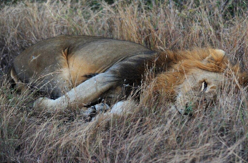of14li - Dream About Loose Lion – Understanding Its Implications