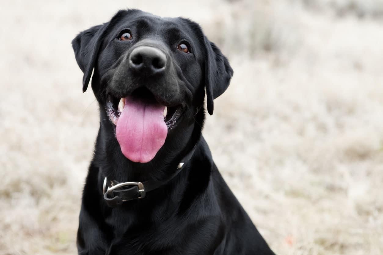 og min - Dream About A Black Dog – Spiritual and Psychological Insights