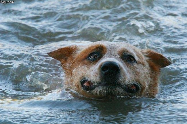 ogswim - Dream About Your Dog Drowning – Hidden Messages and Insights
