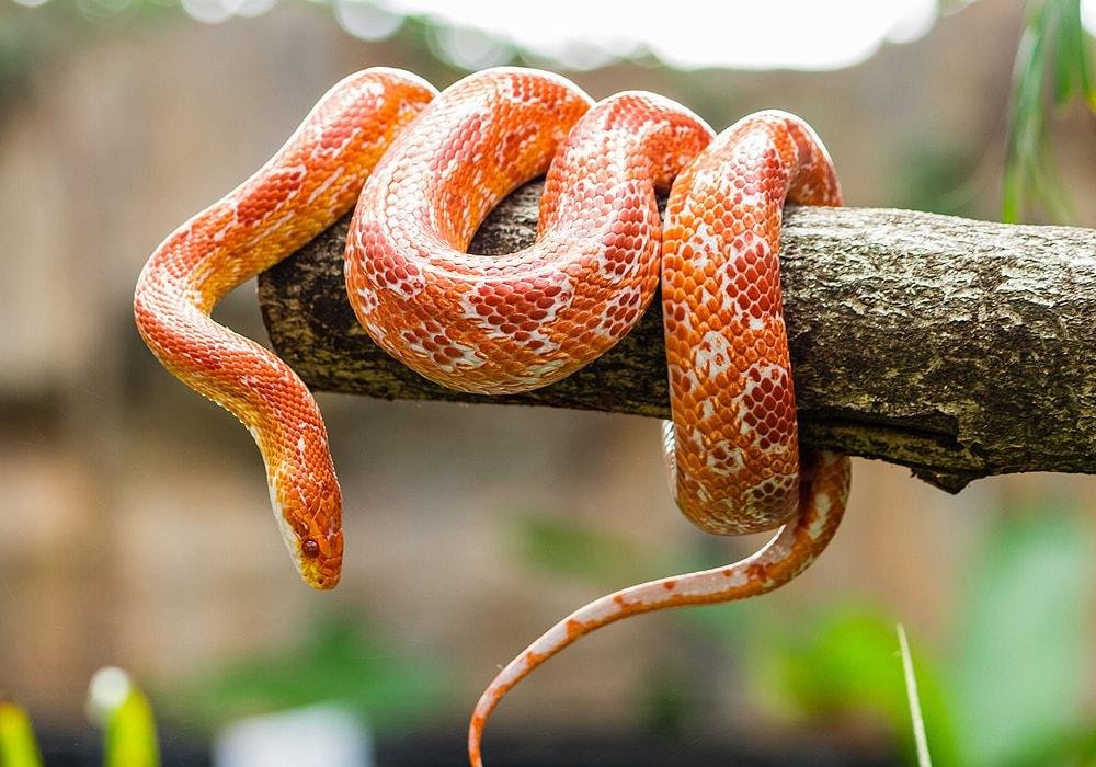 olism9.jpg671548a186b45 - Dream About Snake And Dog – Symbolism and Significance