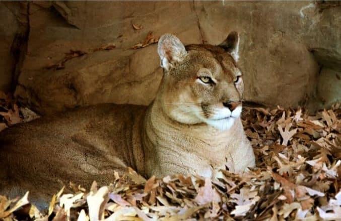 on den - Dream About Being Attacked By A Mountain Lion – Causes and Interpretations