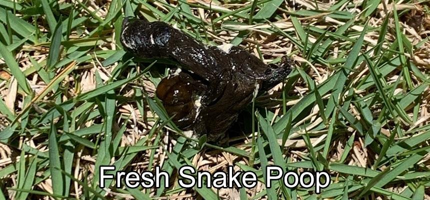 op wr1 - Dream About Snake Poop – Decoding the Message